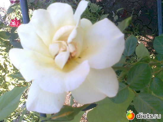 плетистая белая, альбом: Мои Цветочки