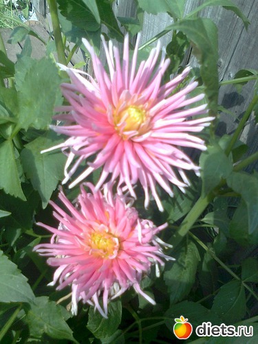 георгин, альбом: Мои Цветочки