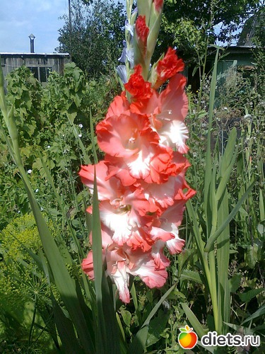 гладиолусы, альбом: Мои Цветочки