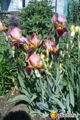 ирисы, альбом: Мои Цветочки