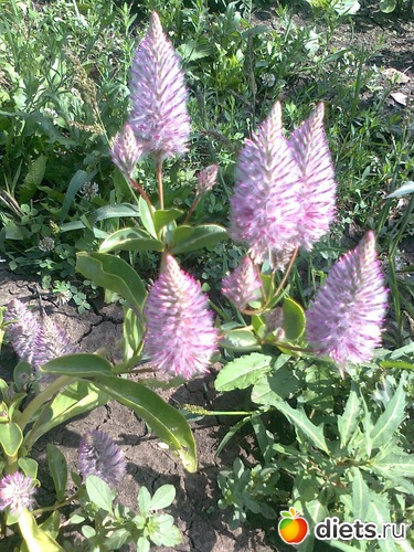 лисий хвост однолетник, альбом: Мои Цветочки