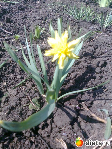 нарцисс, альбом: Мои Цветочки