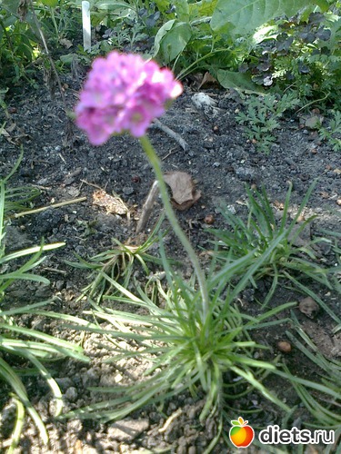 первенцы, альбом: Мои Цветочки