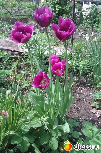 сиреневенькие, альбом: Мои Цветочки