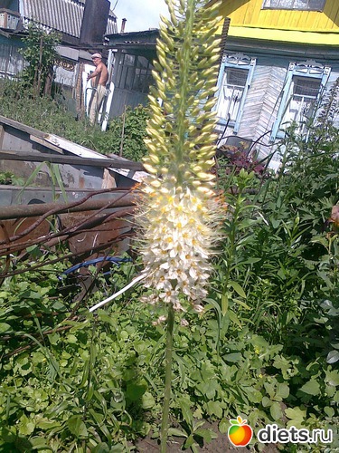 по моему Эремурус, альбом: Мои Цветочки