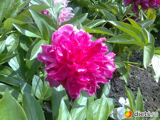 пион, альбом: Мои Цветочки