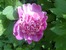 розовый пион