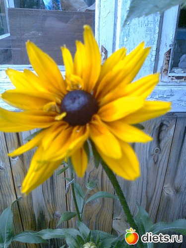 без названия, альбом: Мои Цветочки