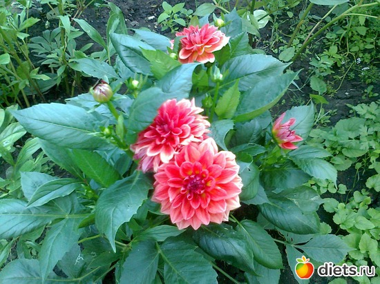 георгин, альбом: Мои Цветочки