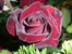 роза