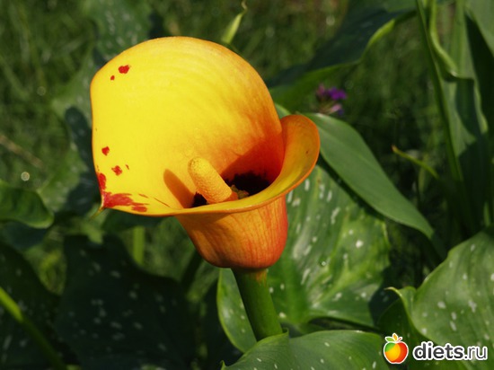 каллы, альбом: Мои Цветочки