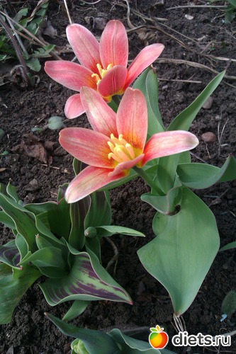 вот такие тюльпаны, альбом: Мои Цветочки