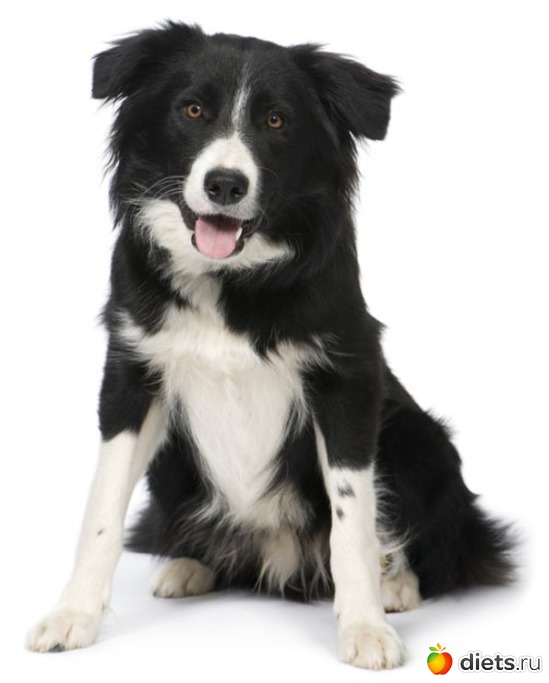 Просто Бобик, альбом: Прикольные фото животных