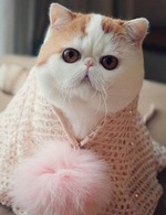 Мне очень нужна ваша помощь, мои умненькие и образованные девочки!!!