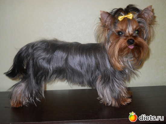 29 фото: Чудо на 4-ёх лапках Тори.