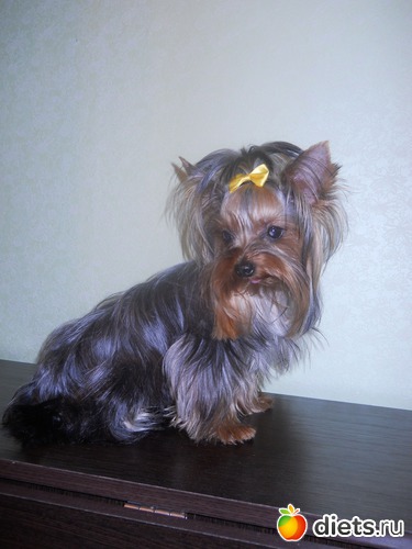 30 фото: Чудо на 4-ёх лапках Тори.