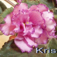 fialka