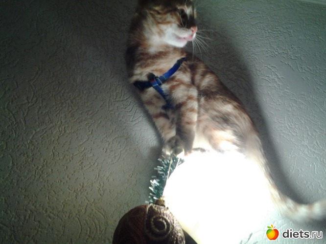 Котэ тоже решил приукра, альбом: Новый год