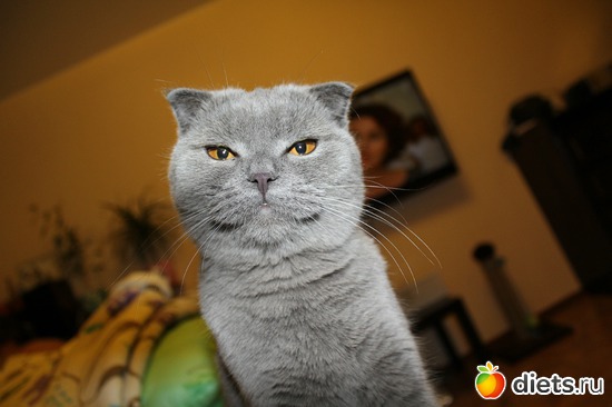 ��� ����, ������: ������