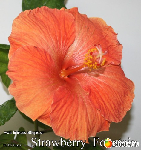 107 - Strawberry Fountain, : My Gibiskus Gallery - 2O13