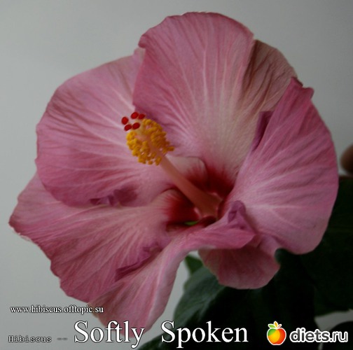 108 - Softly Spoken, : My Gibiskus Gallery - 2O13