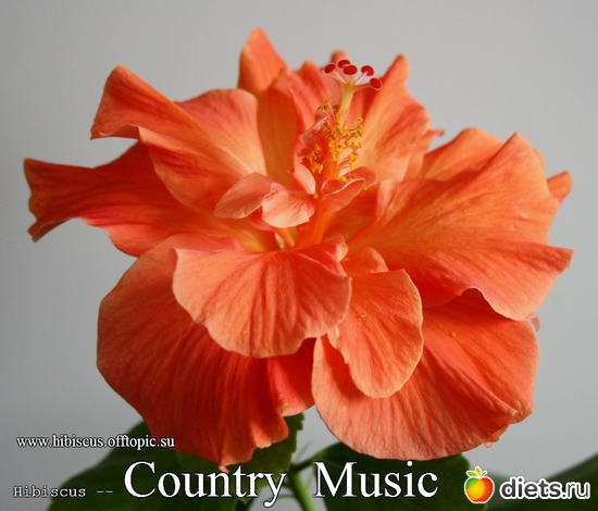 109 - Country Music, : My Gibiskus Gallery - 2O13