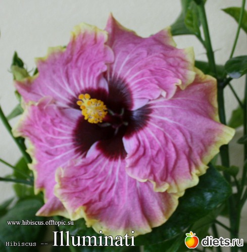 110 - Illuminati, : My Gibiskus Gallery - 2O13