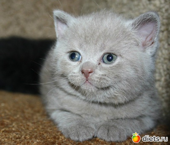 1 фото: Котя