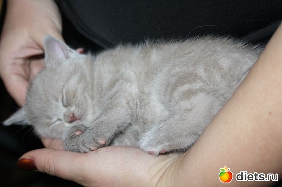 2 фото: Котя