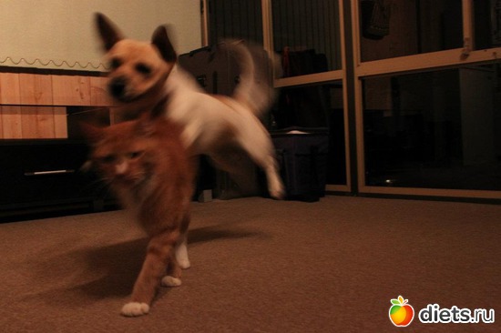 3 ����: ��� �������