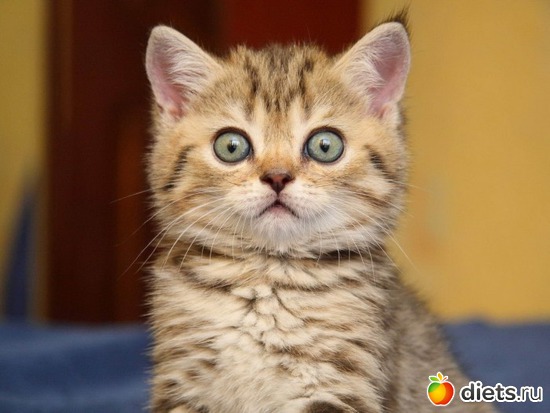 9 фото: Открытки,картинки,фото.