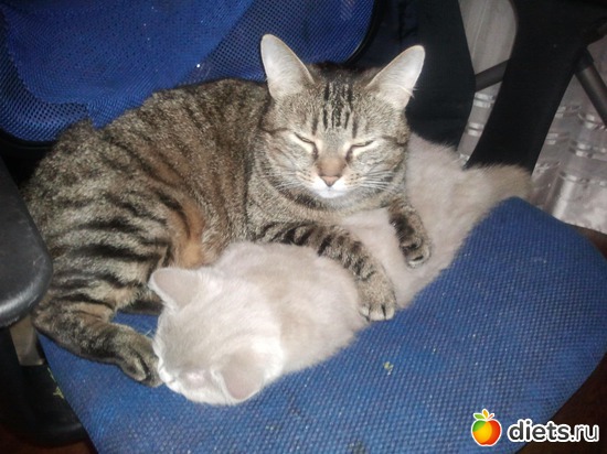 8 фото: Котя