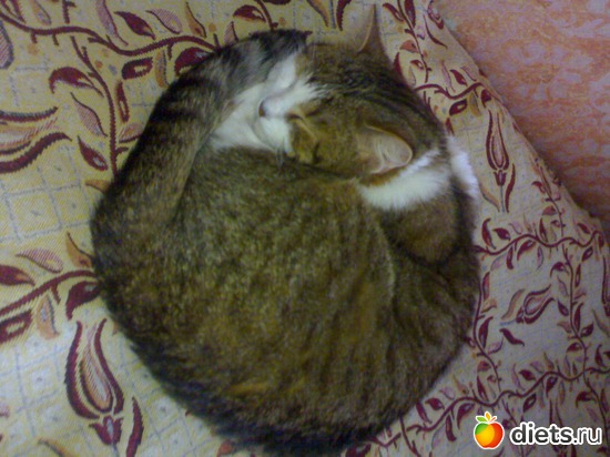 1 фото: Сашкины сны