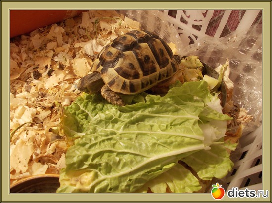 2 ����: Pics