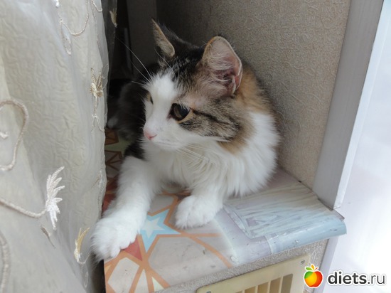 6 фото: Кот