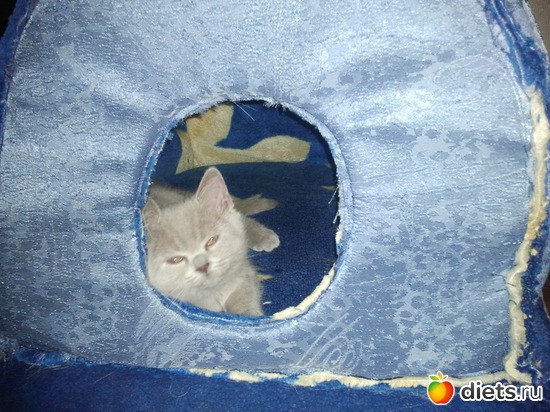 10 фото: Котя