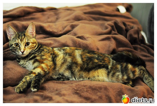 �������� �������, ������: ����