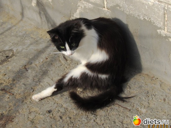 107 фото: кошки