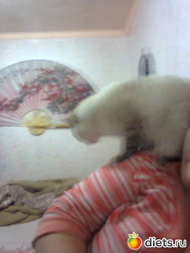 43 ����: �����