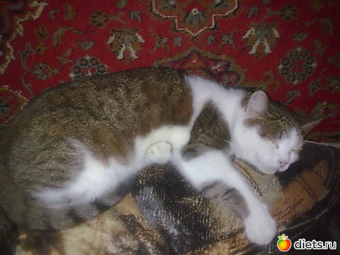 Зайчик Яша спит !, альбом: Мои дети хвостатые и полосатые.