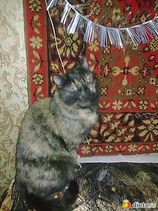 Мушка, альбом: Мои дети хвостатые и полосатые.