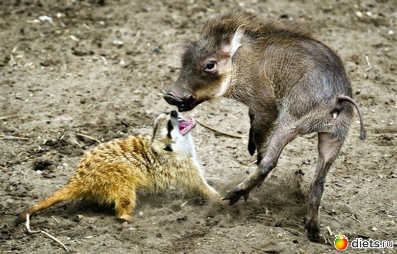 6 фото: Это интересно