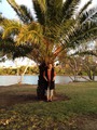 On the SWAN river bank