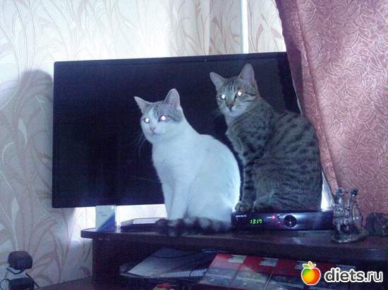 53 фото: Мурва и её семья