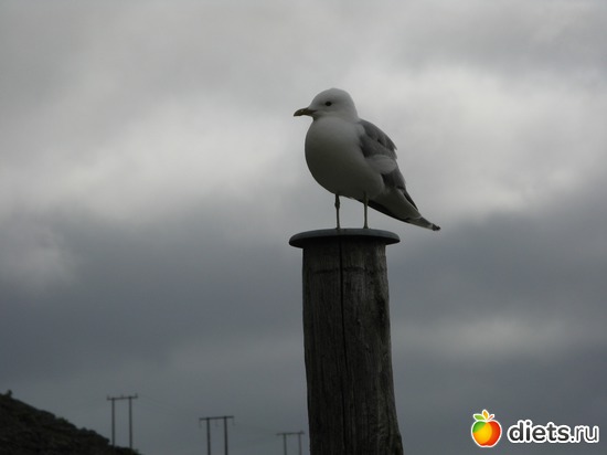 169 фото: Лофотены. Норвегия июнь 2014