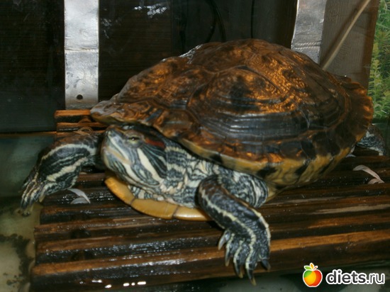 10 фото: Моя рыбная ферма