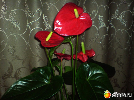6 фото: Цветочки