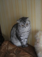 Моя любимая британская морда.