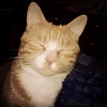 Мой не фотогеничный котэ.