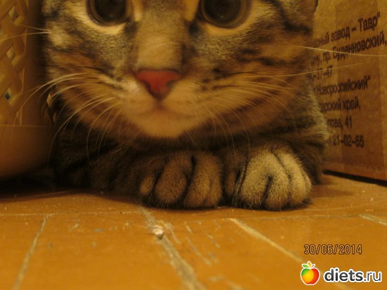 38 фото: Кашкай Котовский